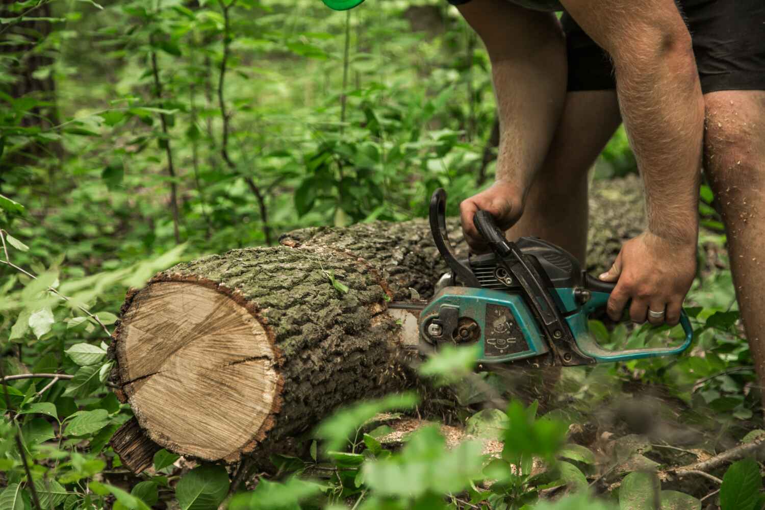 The Steps Involved in Our Tree Care Process in Crestview Hills, KY